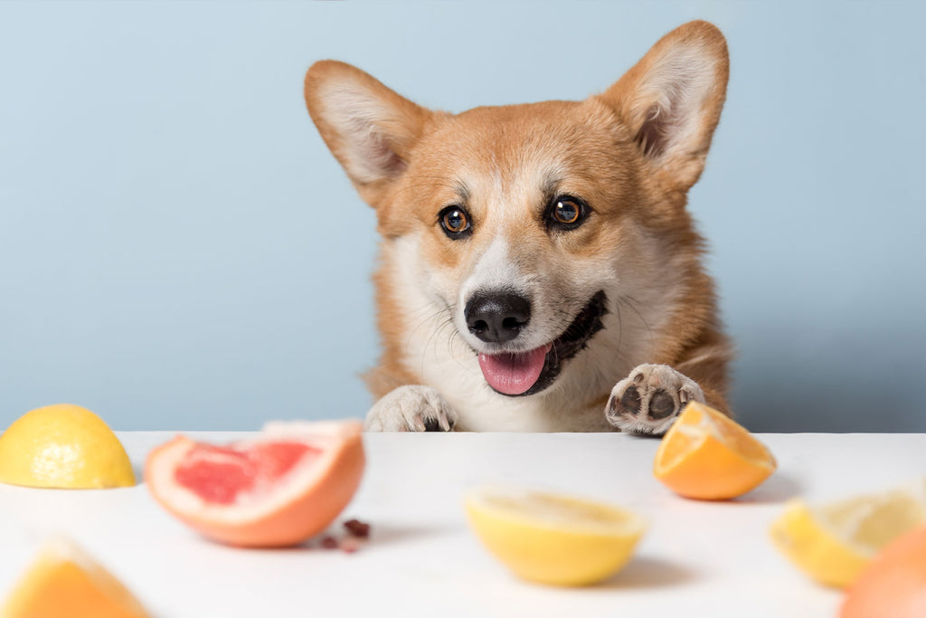 Healthy fruit best sale for dogs