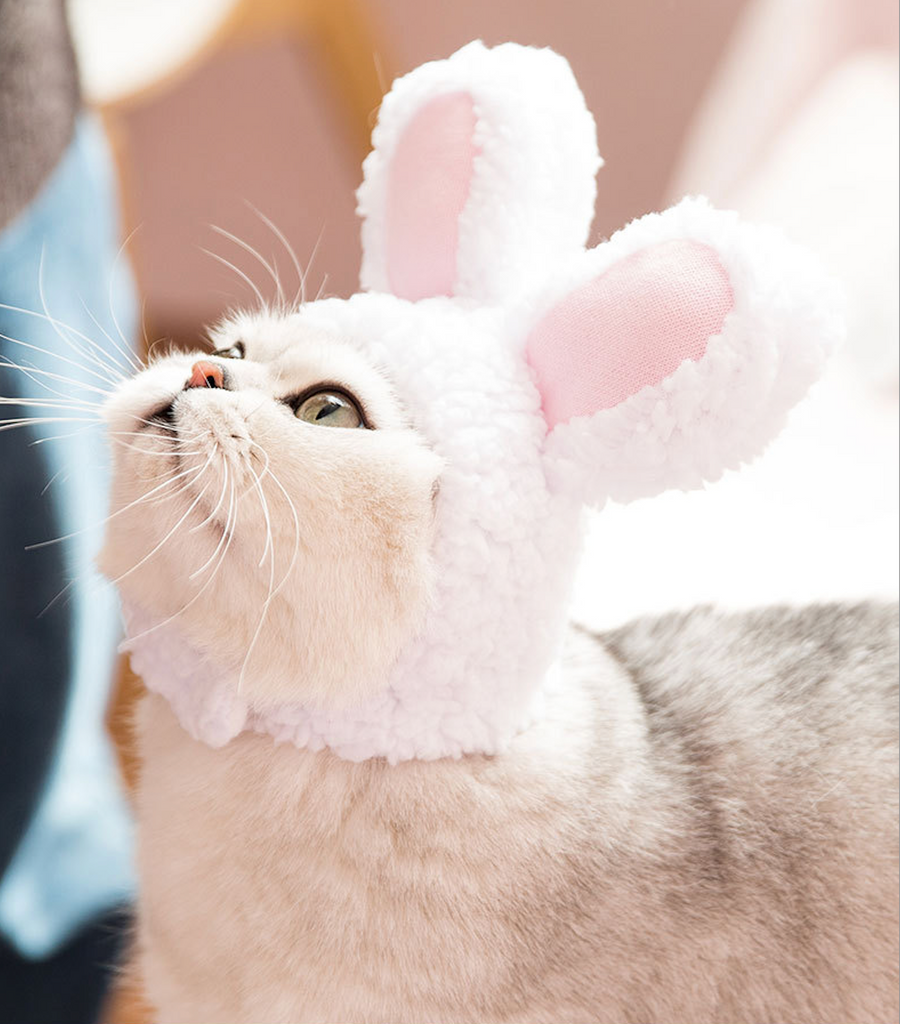 A charming British Shorthair cat with a plush white bunny hat. The hat features long rabbit ears with pink inner lining, adding a whimsical touch. The cat's gaze is directed upward, full of curiosity, with sunlight softly illuminating its face against a gentle indoor background.